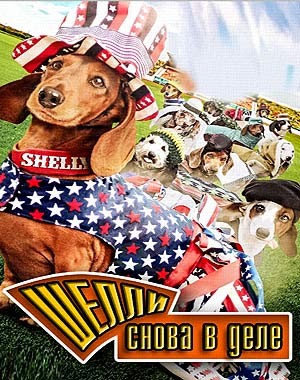Шелли снова в деле